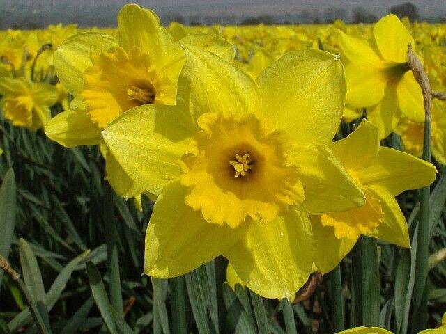 Carlton Daffodil Bulbs, Always Wholesale Pricing